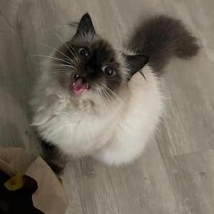 Image of Potato, Lost Cat