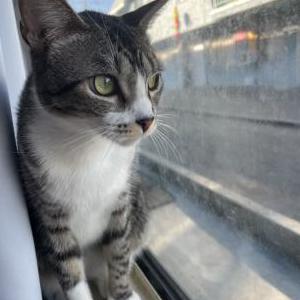 Image of Harmony, Lost Cat