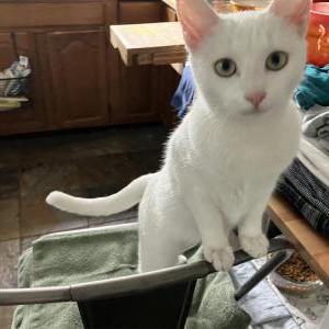Image of Deaf Cat - Princess, Lost Cat