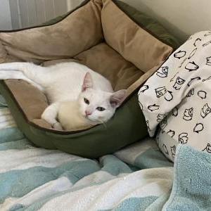 2nd Image of Deaf Cat - Princess, Lost Cat