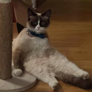 Image of Cola, Lost Cat