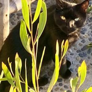 Image of Rufus, Lost Cat