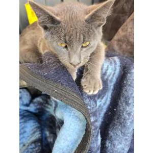 Image of unknown, Found Cat