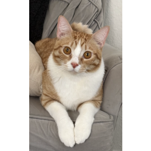 Image of Dorito, Lost Cat