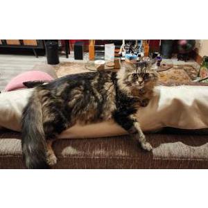 Image of Elliot, Lost Cat