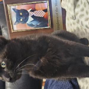 Lost Cat Panther