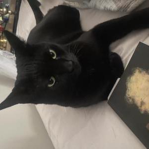Image of Raysha, Lost Cat