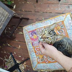 Image of Chai, Lost Cat