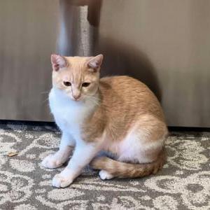 Image of Ginger, Lost Cat