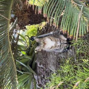 Lost Cat Queenie