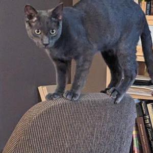 Lost Cat Fennec