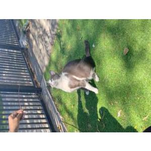 Lost Cat Suagr