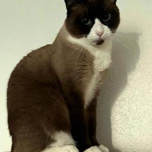 Lost Cat Duckie