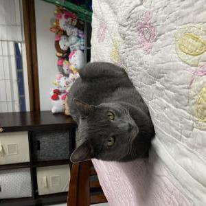 Lost Cat Tosis