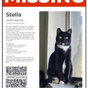 Image of Stella, Lost Cat