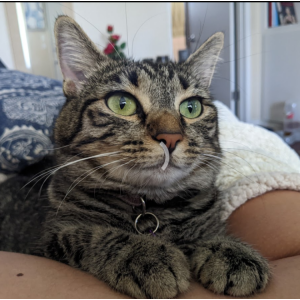 Lost Cat Chloe