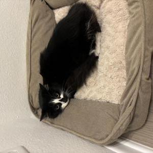 Lost Cat Oreo