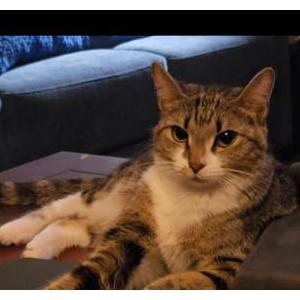 Lost Cat Moe Moe