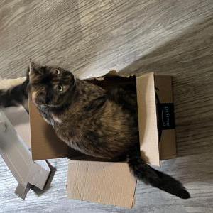 Lost Cat Ava