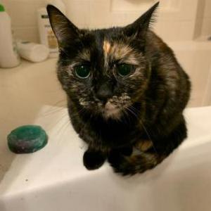 Image of George, Lost Cat