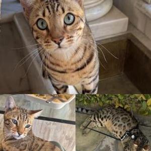 Lost Cat troy