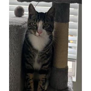 Image of Tarzan, Lost Cat