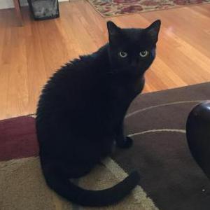 Lost Cat Black Kitty