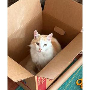 Image of Enzo, Lost Cat