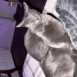 Lost Cat Gordo