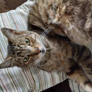 Image of Ruckus, Lost Cat