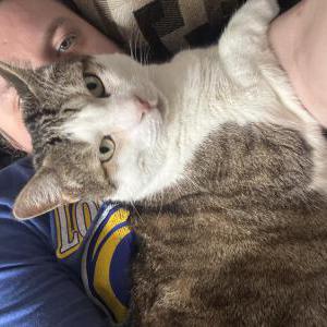 Lost Cat Apollo