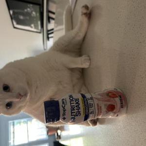 Image of Bellafur, Lost Cat