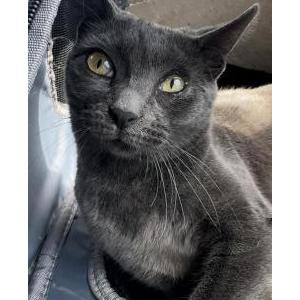 Image of Luna, Lost Cat