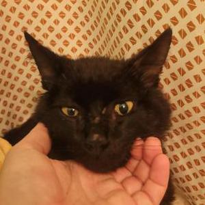 Image of Unknown, Found Cat
