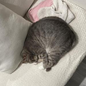 Lost Cat Purrcy