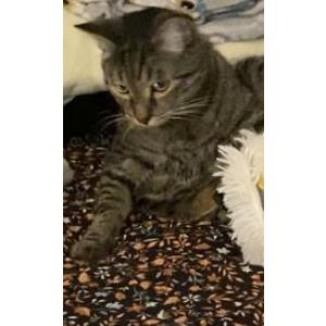 Lost Cat Chaton