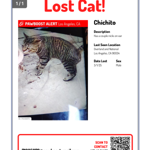 Image of Chichi, Lost Cat