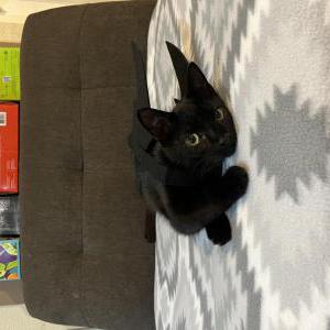 Image of Bella, Lost Cat