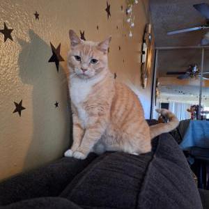 Image of Leo, Lost Cat