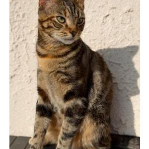 Lost Cat Aria