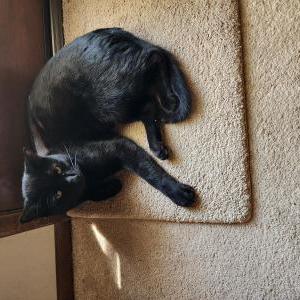 Lost Cat Squeaker