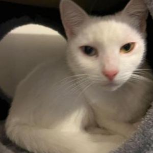 Image of Ava, Lost Cat