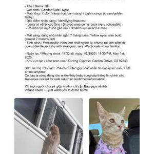 Lost Cat bau