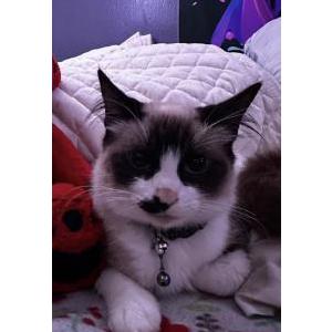 Image of Mogwai, Lost Cat