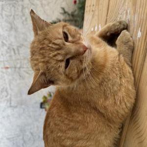 Image of Scar, Lost Cat