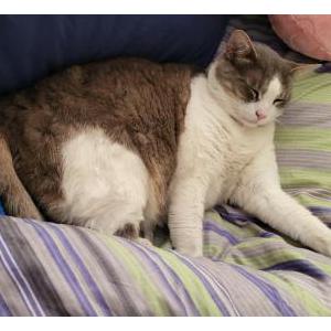 Image of JACK, Lost Cat