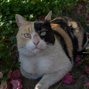 Image of Chatón, Lost Cat