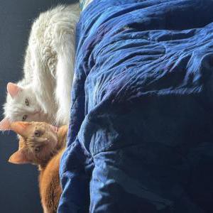 Lost Cat Garfield