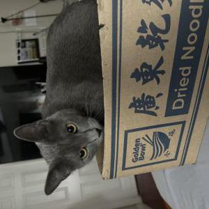 Image of Stormi, Lost Cat