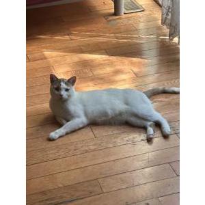 Image of Kitty, Lost Cat